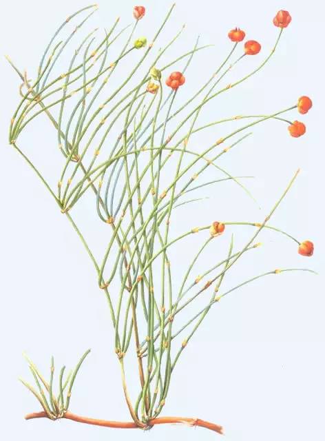 越婢汤方解,越婢汤临床妙用