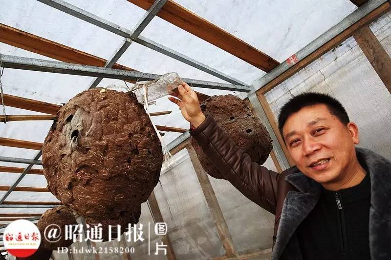 养蜂人捅马蜂,小伙捅马蜂窝蜂王跑了