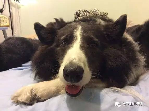 狗狗会觉得丢脸吗,哪些狗狗有尴尬期