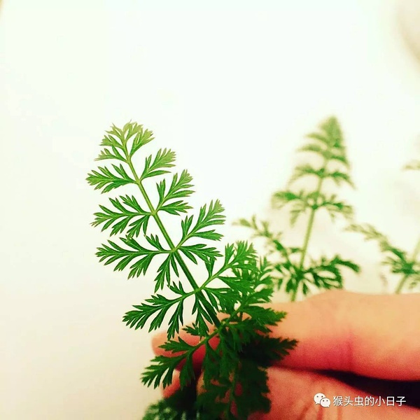 豆瓣日记:南瓜汤－－出门买菜的正能量