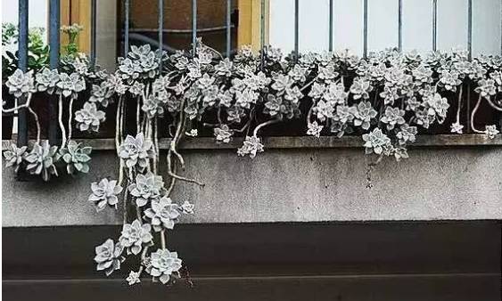 秀肉肉｜多肉老桩的5大形态，每一个我都爱！