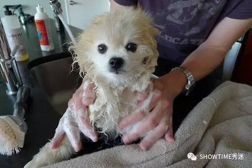 宠物美容师遇见不听话的狗怎么办,狗脚上黏上了粘鼠板怎么办