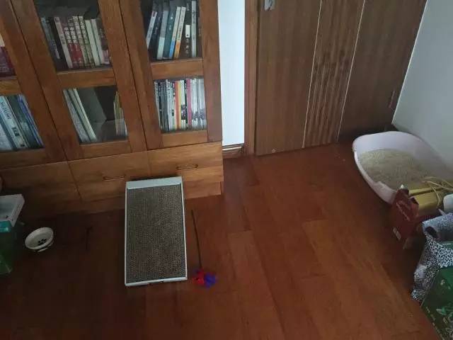 搬新家、换新厕，却被差评？“本喵憋屎抗议！”