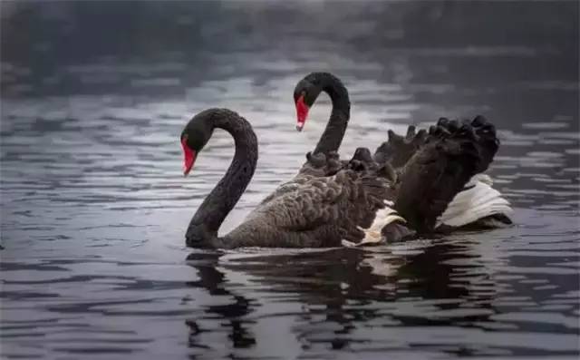 普者黑三生三世十里桃花风景,丘北普者黑十里桃花