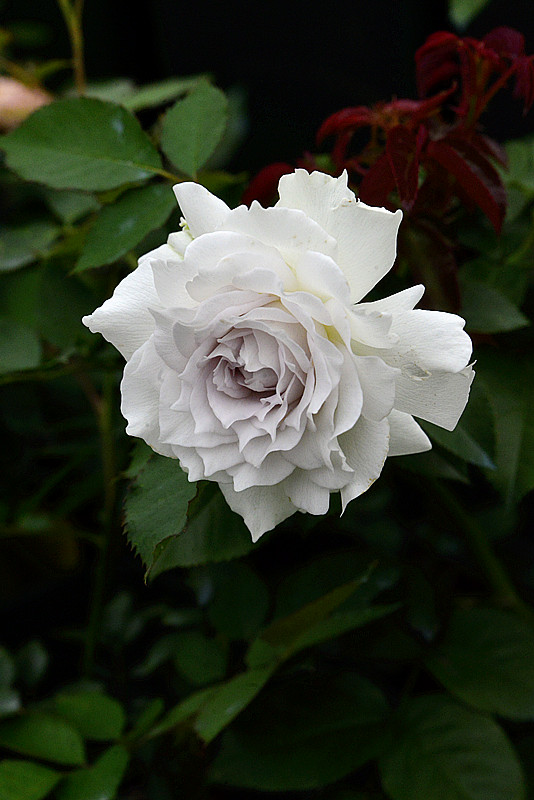 情人节蓝色妖姬好卖吗,情人节蓝色妖姬假花