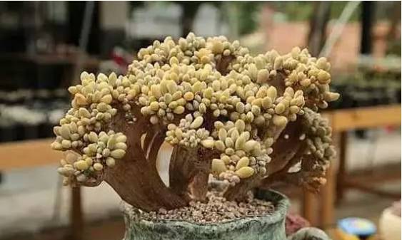 秀肉肉｜多肉老桩的5大形态，每一个我都爱！