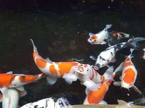 解决锦鲤疾病,锦鲤最佳治愈方法