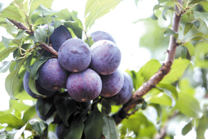 20日外交部向全球推荐云南六大“云品”邀世界共享