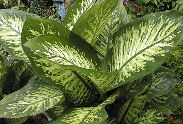 长鸡眼有什么好的土方法,为什么长鸡眼简单一招搞定