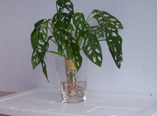 龟背竹出现烂根怎么办,龟背竹烂根的补救方法