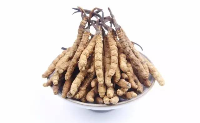 科普虫草形成过程视频,鲜虫草的科普视频