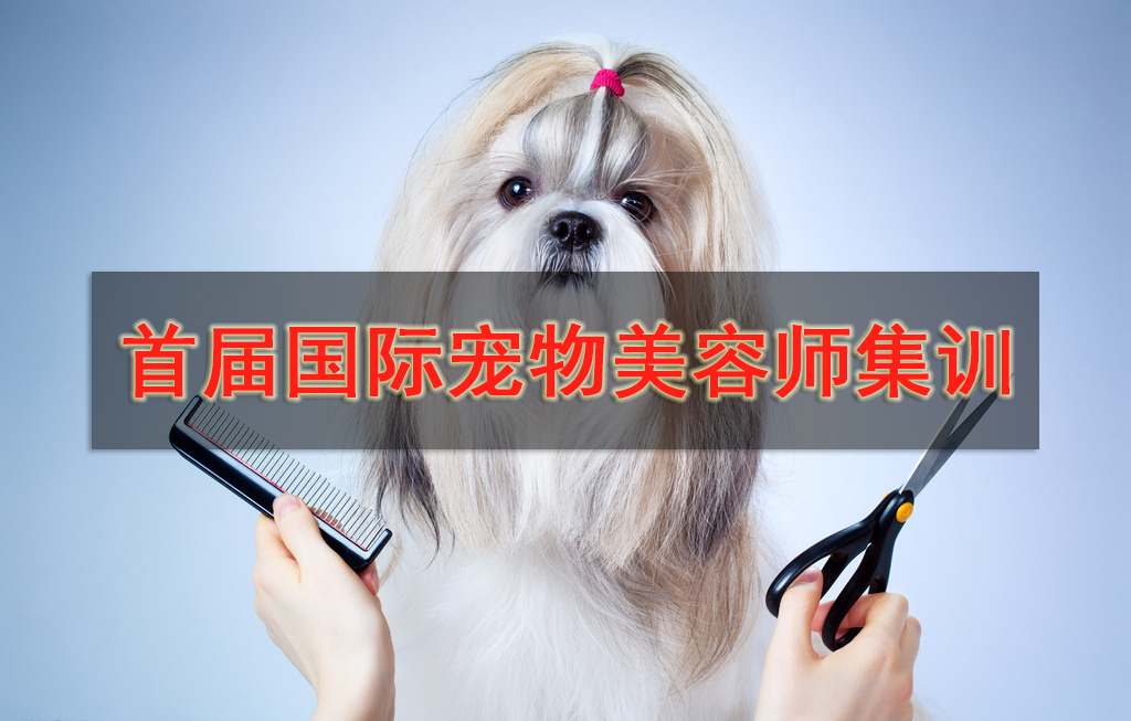 国际宠物美容大赛,世界宠物美容师大赛