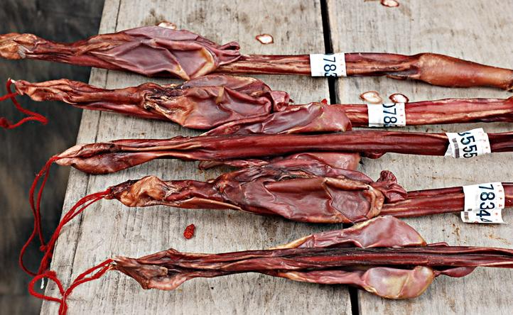 梅花鹿的鞭如何分真假,鲜梅花鹿的鞭如何分真假