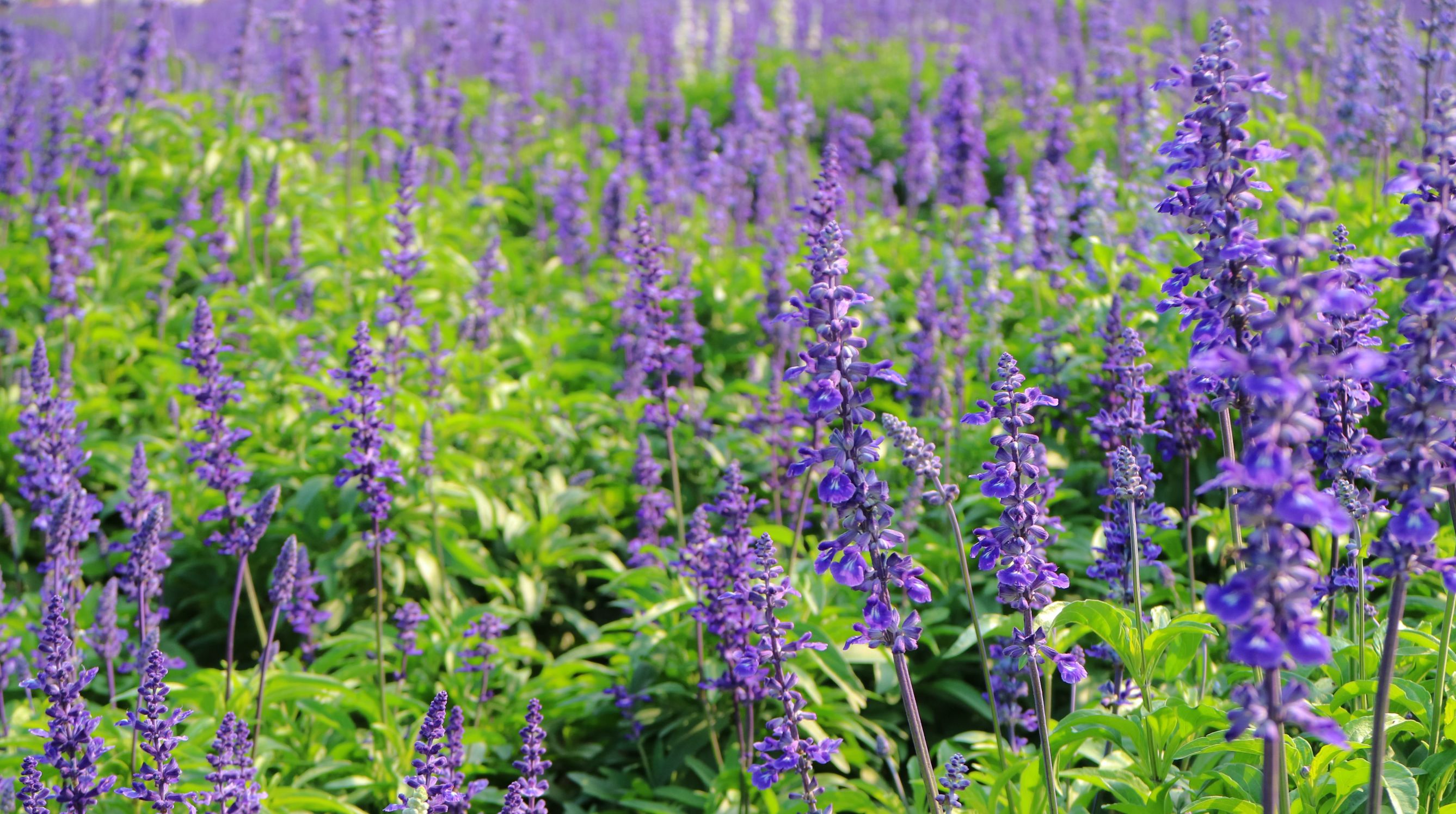 loccitane香水好不好,loccitane身体乳美白吗