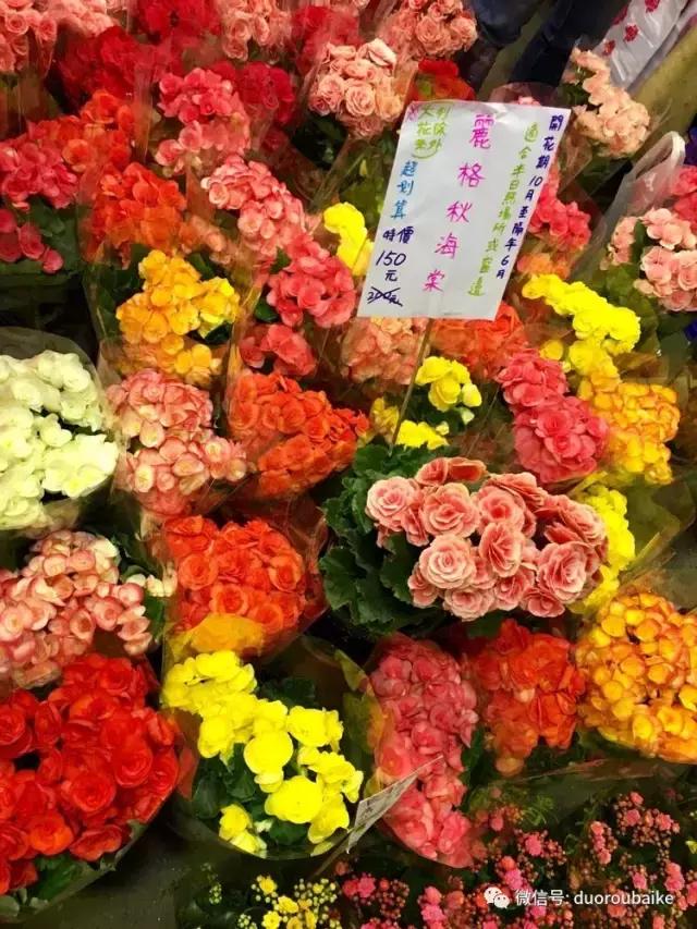 台湾寻肉之旅：小玲带你逛春节的台北花市！