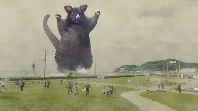 新西兰负鼠与蛇,新西兰负鼠是什么