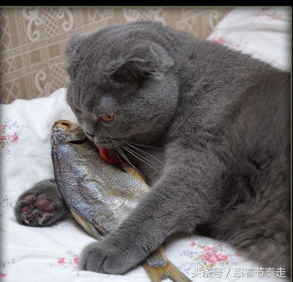 呆萌宠物，猜猜是啥电影中的主人公