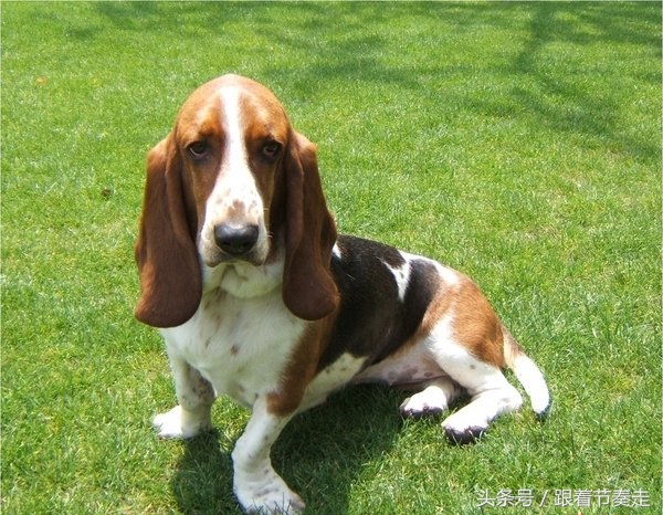 呆萌宠物，猜猜是啥电影中的主人公