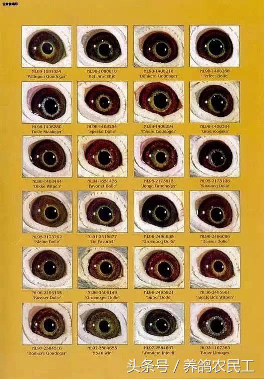 著名赛鸽家杨阿腾,赛鸽血统杨阿腾