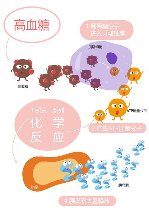 胰岛素依赖性糖尿病怎么办,胰岛素治糖尿病的正确方法