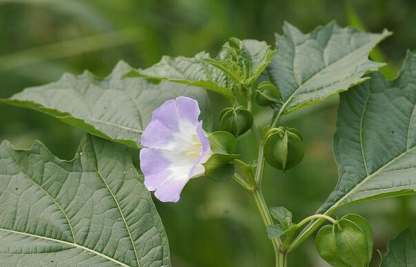 农村路边常见的中草药你认识几种,农村常见中草药盘点