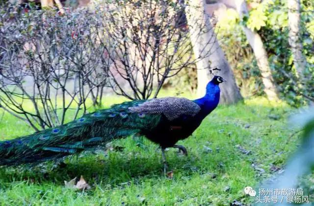 老扬州也不知道!扬州竟然有这么多和鸡有关的东东!