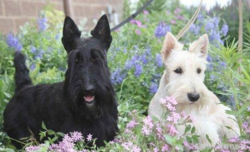 呆萌宠物，猜猜是啥电影中的主人公