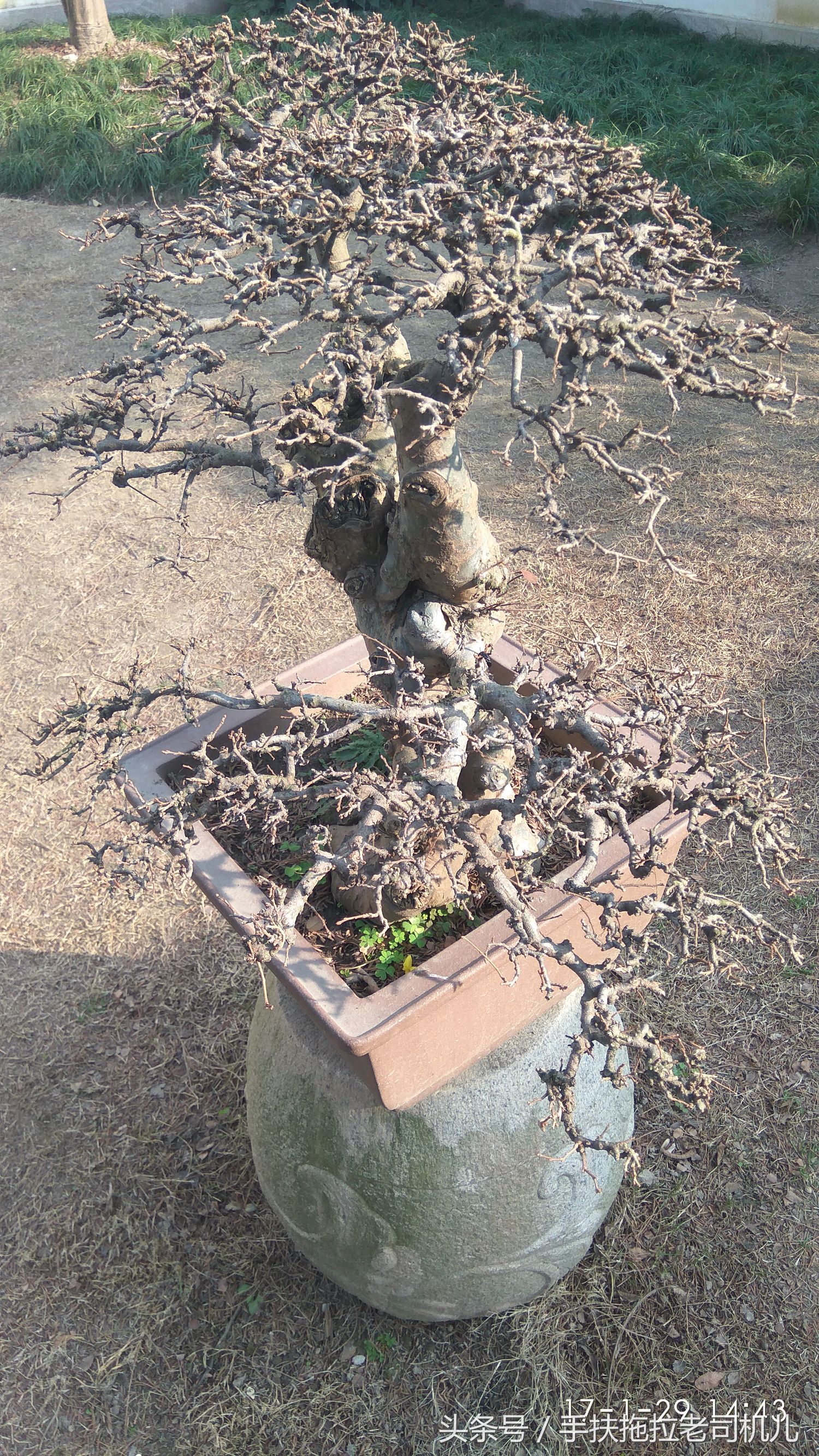 松江醉白池旅游攻略,松江醉白池免费时段