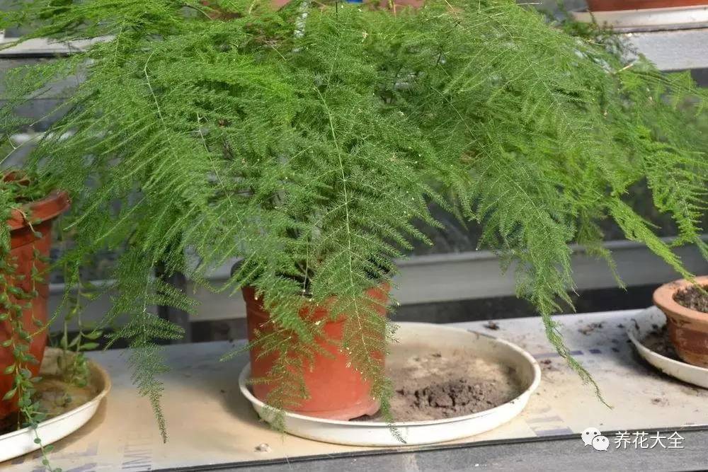 绿萝瀑布吊兰,养花吊兰绿萝