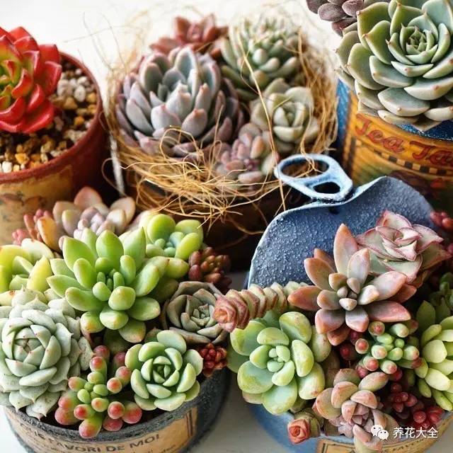 多肉的各种疑难杂症,多肉各种病讲解