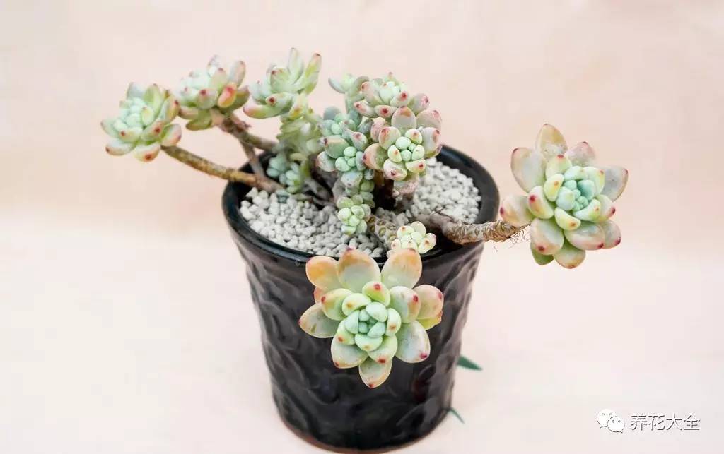 多肉的各种疑难杂症,多肉各种病讲解