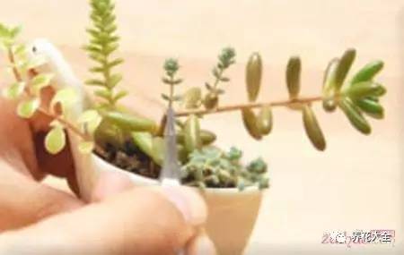 养薄荷的修剪方法技巧,修剪映山红花的技巧