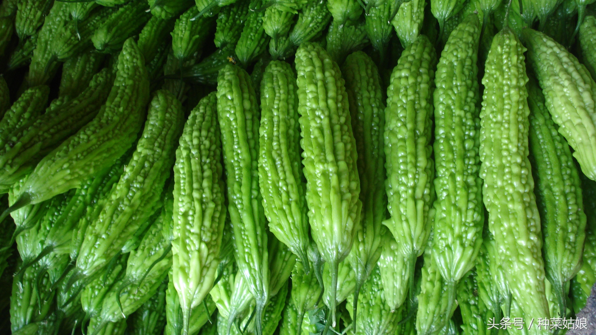 台湾苹果苦瓜种植方法,水果苦瓜种植方法