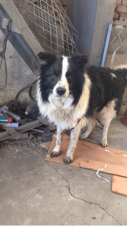 边牧被狗贩子偷走会卖到哪里,边牧被卖狗贩子