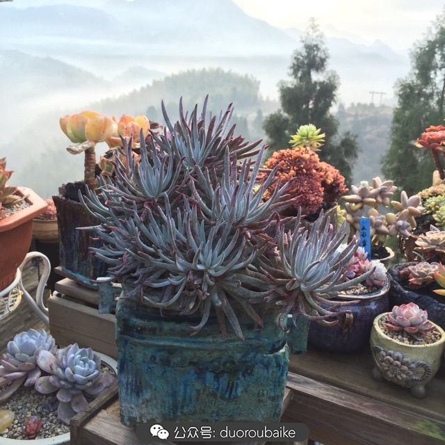 关于多肉植物的国画,多肉山水画