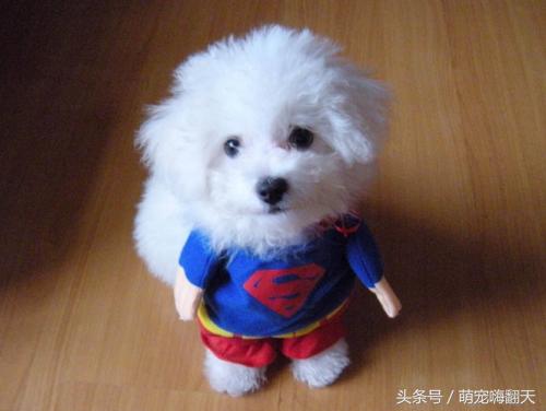 比熊拉大便拉不干净怎么办,比熊拉得稀便里有血丝