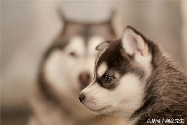 养哈士奇的正确方法,二货哈士奇都知道怎么养的吗