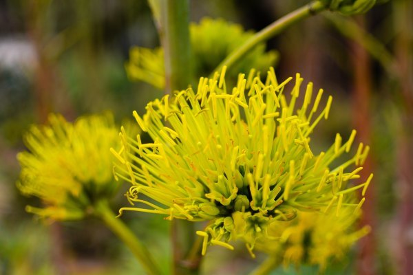 盆栽国色天香,国色天香立春