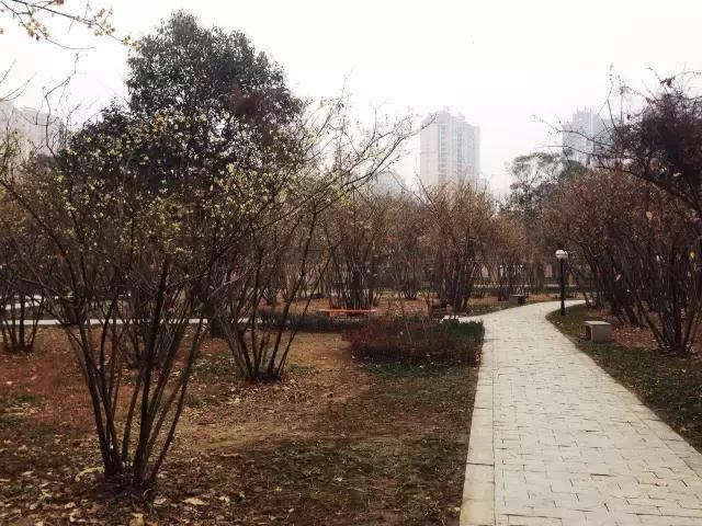 鑺辨捣閲嶇鏉ヨ,鑺辨捣鏉ヨ