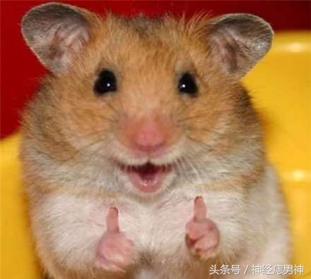 袜子破个洞怎么补救视频,袜子破了个洞怎么办