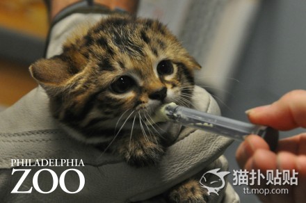 一天能吃六顿饭的猫,一天能吃半斤肉吗