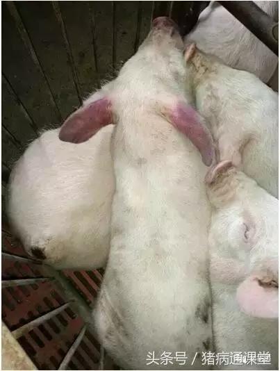 猪皮肤发紫红是什么病,猪皮肤发紫怎么回事