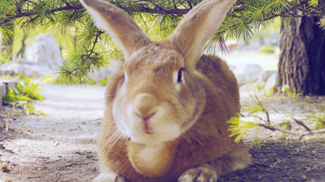 兔子脱毛怎么清理,兔子脱毛是什么意思