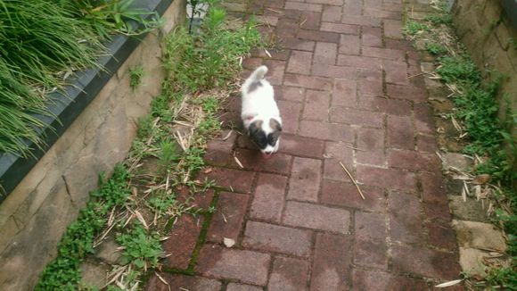 领养宠物蝴蝶犬,流浪狗哈士奇被领养