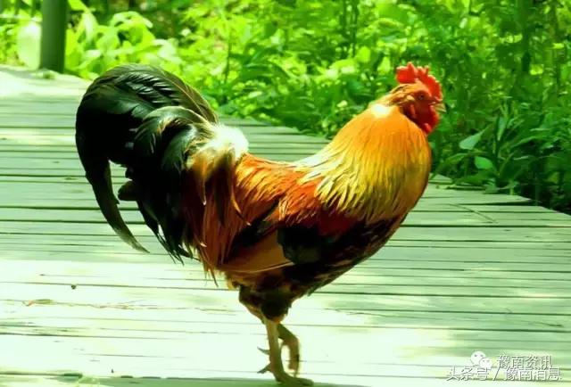 一唱雄鸡代表什么生肖,雄鸡一唱天下白什么意思