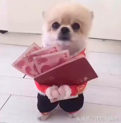 狗狗主人伸手要却不给钱瞬间回头,狗狗拿出零花钱给主人