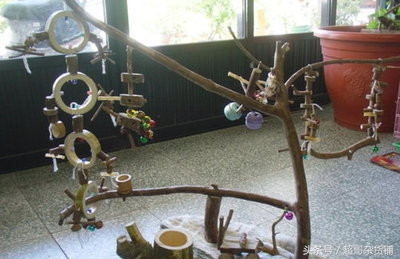 鹦鹉的养法注意事项,鹦鹉怎么养注意事项图解