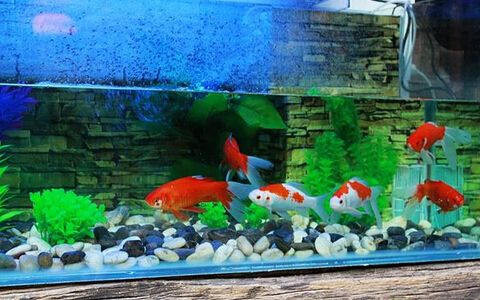 闲置鱼缸空着有什么风水讲究吗,风水中的鱼缸有哪些讲究