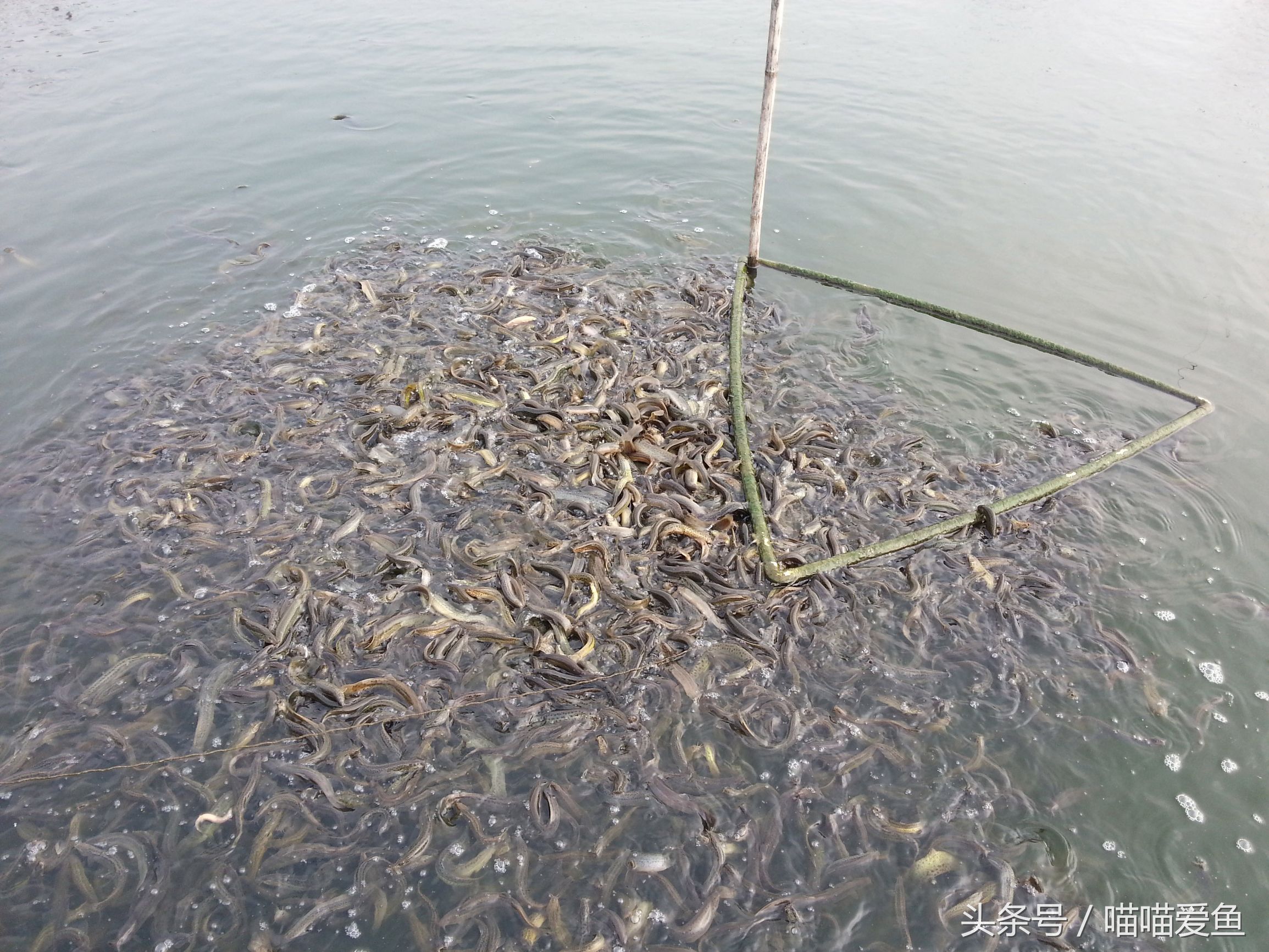 泥鳅养殖成活率高吗,养泥鳅苗种饲养管理技巧有哪些