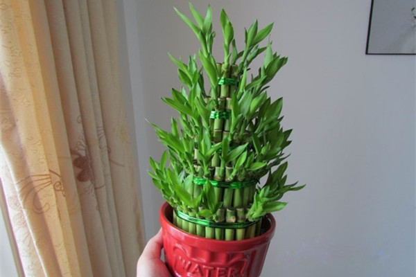 观音富贵竹黄叶怎么办,富贵竹干尖黄叶怎么办